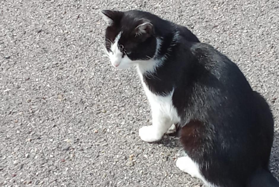 Fundmeldung Katze Männliche Neuville-sur-Saône Frankreich