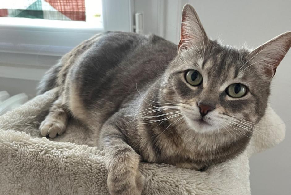 Vermisstmeldung Katze Weiblich , 4 jahre Lyon Frankreich