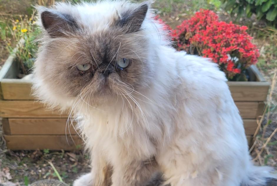 Fundmeldung Katze Unbekannt Lyon Frankreich Fundmeldung Katze Unbekannt Lyon Frankreich