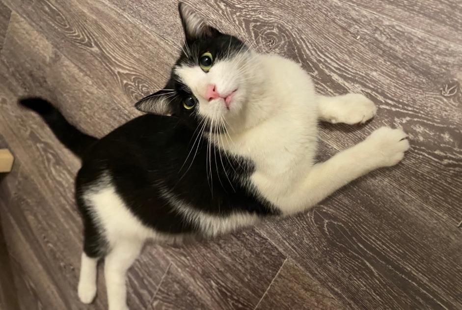 Fundmeldung Katze rassenmischung Männliche , 4 Jahre Saint-Fons Frankreich Fundmeldung Katze rassenmischung Männliche , 4 Jahre Saint-Fons Frankreich