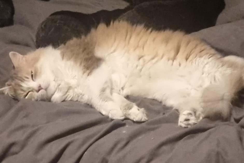 Vermisstmeldung Katze Männliche , 9 jahre Châtillon Frankreich