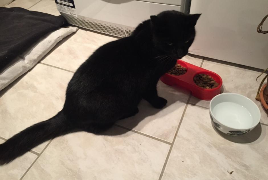 Disappearance alert Cat Male , 15 years Marcy France Disappearance alert Cat Male , 15 years Marcy France