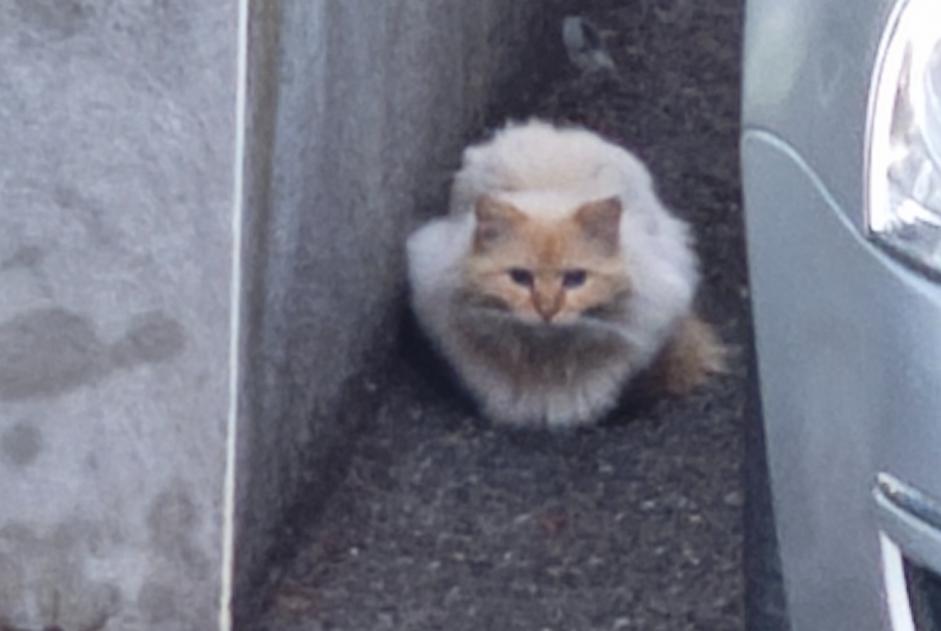 Discovery alert Cat Unknown Saint-Didier-au-Mont-d'Or France
