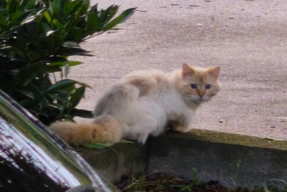 Discovery alert Cat Unknown Saint-Didier-au-Mont-d'Or France