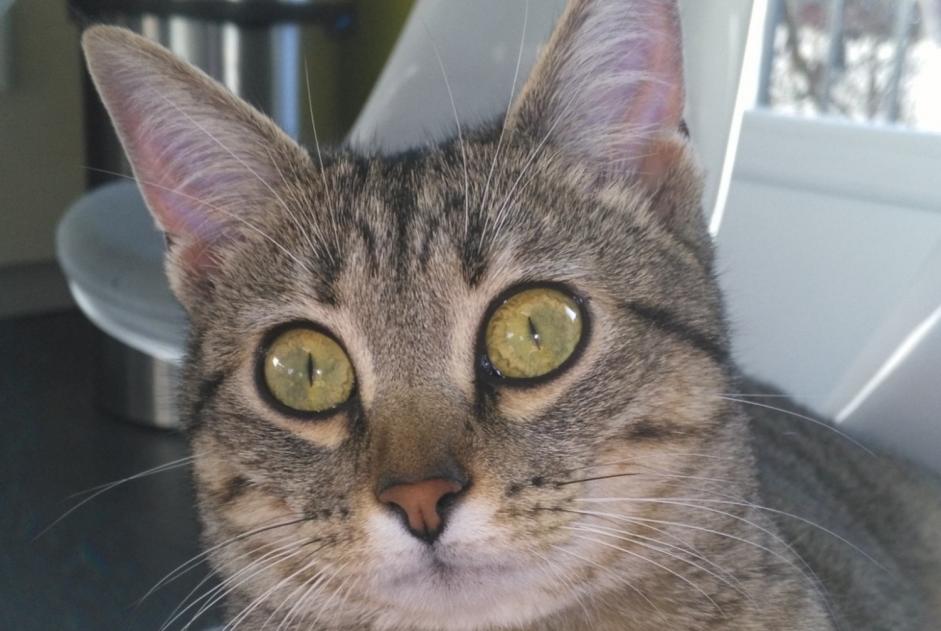 Disappearance alert Cat  Female , 7 years Rillieux-la-Pape France