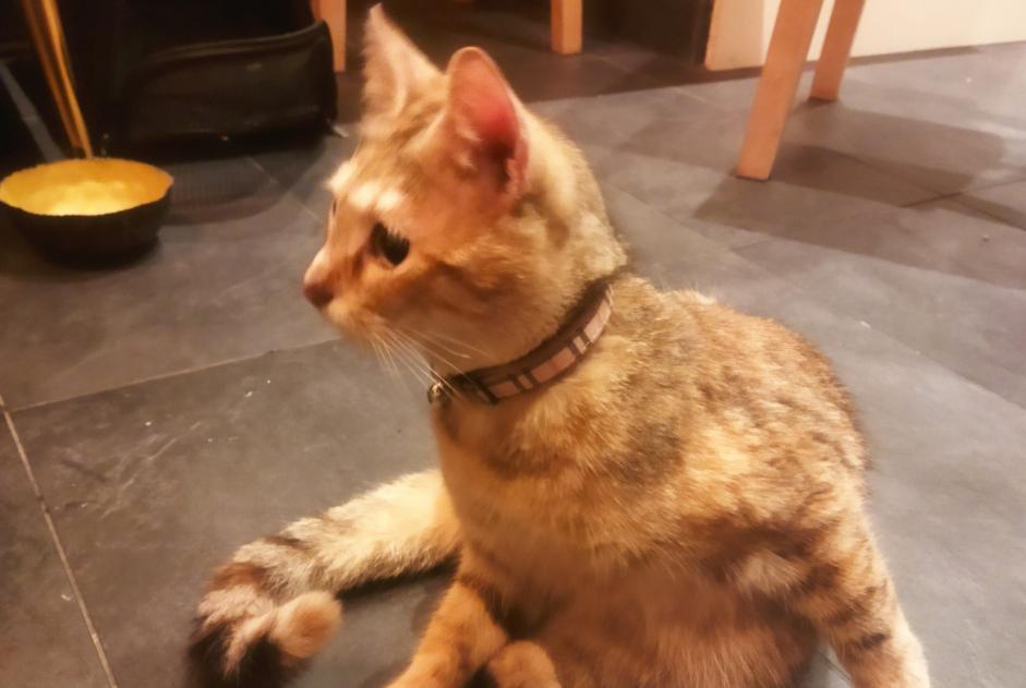 Discovery alert Cat  Female Villeurbanne France