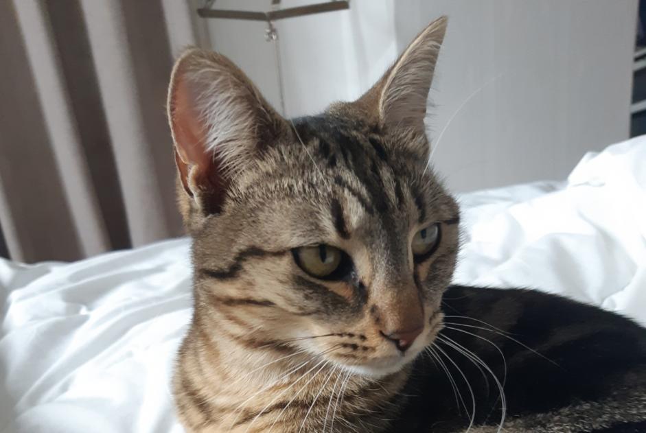 Disappearance alert Cat miscegenation Female , 1 years Vernaison France Disappearance alert Cat miscegenation Female , 1 years Vernaison France