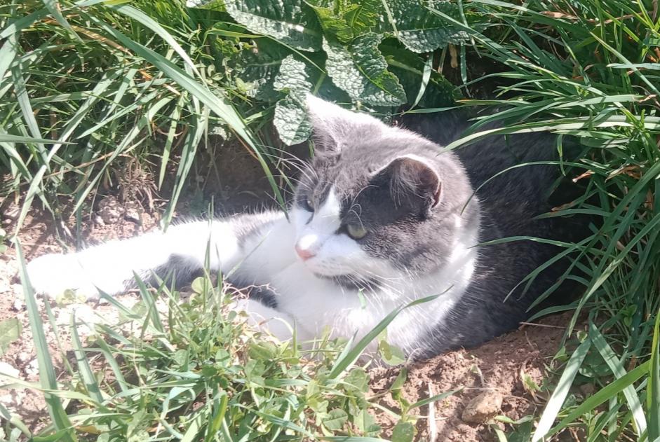 Alerta de Desaparición Gato Macho , 2 años Lamure-sur-Azergues Francia Alerta de Desaparición Gato Macho , 2 años Lamure-sur-Azergues Francia