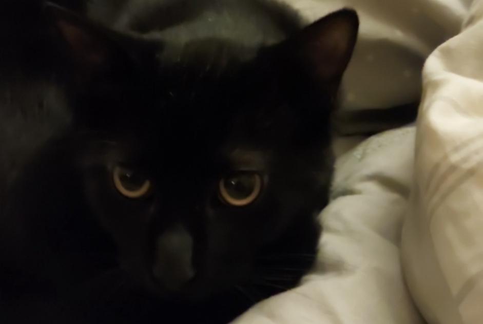 Alerta de Desaparición Gato Macho , 1 años Lyon Francia Alerta de Desaparición Gato Macho , 1 años Lyon Francia