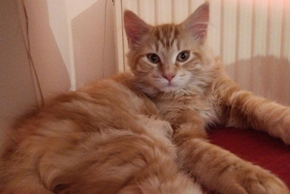 Alerte Disparition Chat croisement  Mâle , 1 ans Villeurbanne France