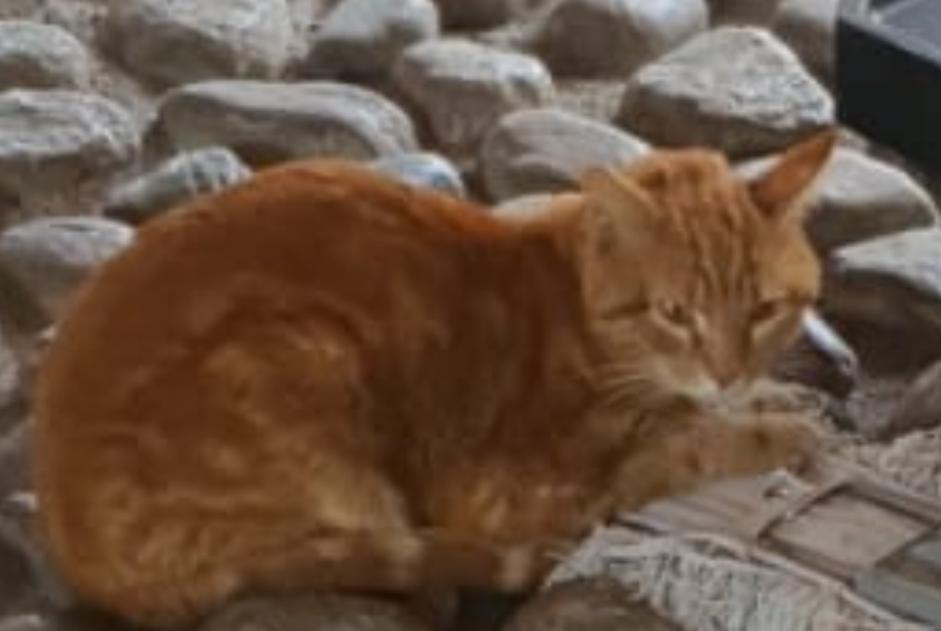 Alerte Découverte Chat Mâle Lyon France