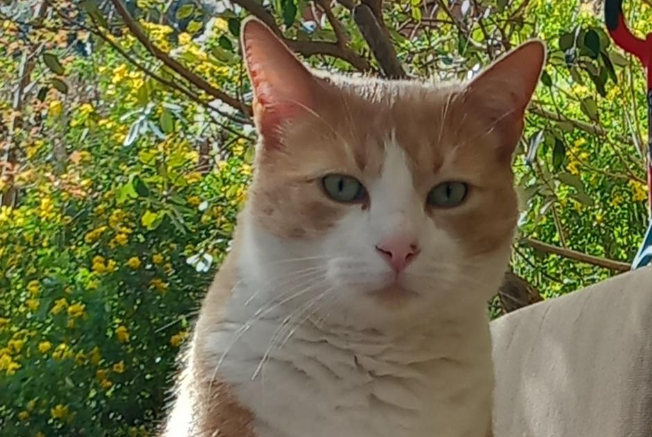 Alerte Disparition Chat Mâle , 6 ans Oullins-Pierre-Bénite France