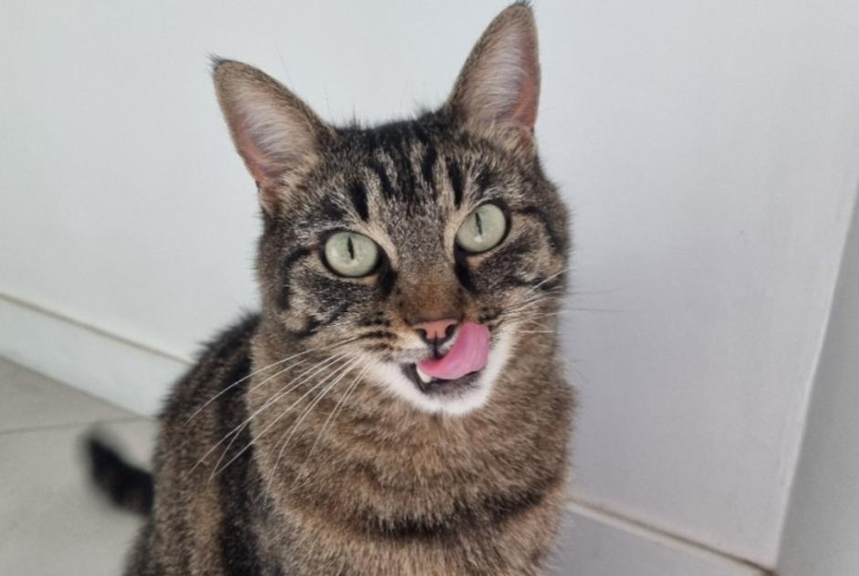 Alerte Disparition Chat Mâle , 6 ans Caluire-et-Cuire France