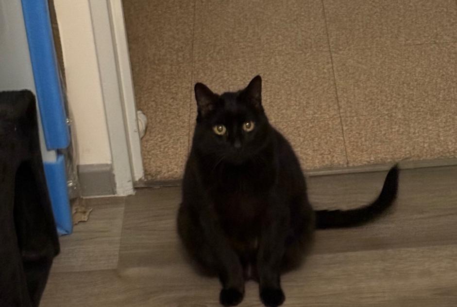 Alerte Disparition Chat Mâle , 12 ans Lyon France Alerte Disparition Chat Mâle , 12 ans Lyon France