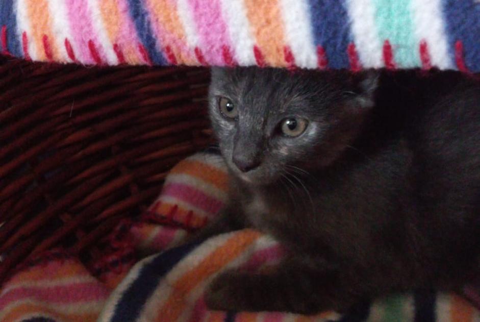 Alerte Découverte Chat Inconnu Lyon France