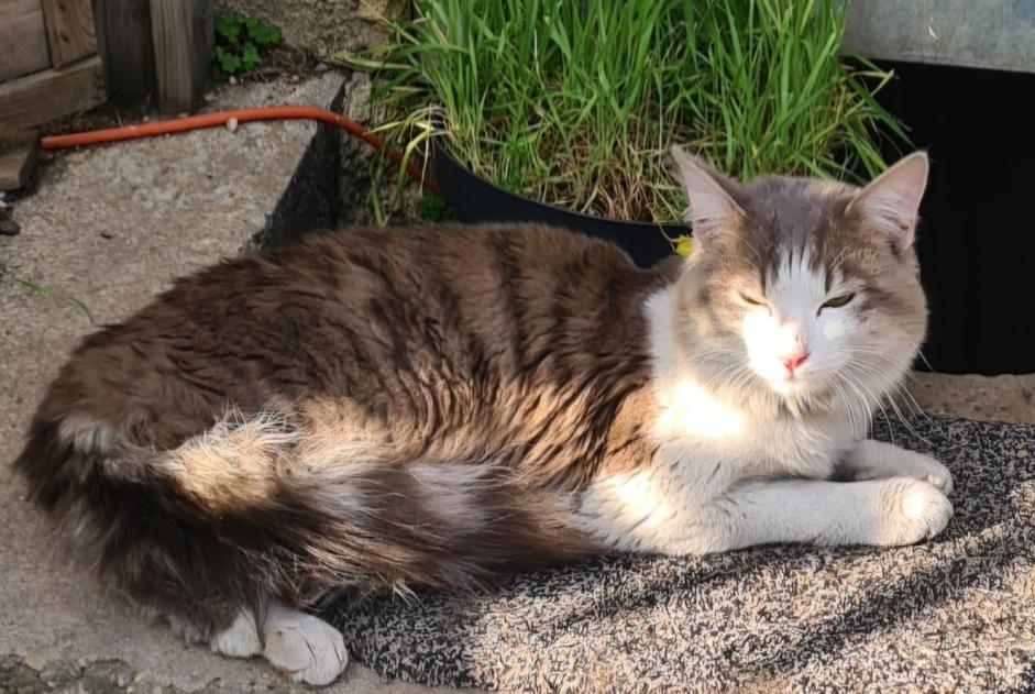 Alerta descoberta Gato Desconhecido Villeurbanne France Alerta descoberta Gato Desconhecido Villeurbanne France
