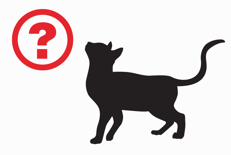 Alerte Découverte Chat Femelle Lyon France Alerte Découverte Chat Femelle Lyon France